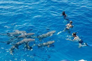 a group of people in the water with seals at Kinan Sentral in Fulidhoo