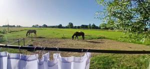 two horses grazing in a field with a fence at Tipi tent met 2 persoons luchtbed in Sneek