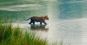 a tiger walking through the water in a body of water at Bardia Forest Camp in Bardiyā +11 photos