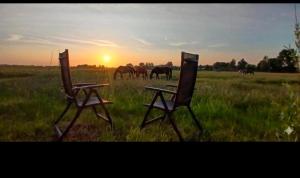 two chairs in a field with horses in the background at Tipi tent met 2 persoons luchtbed in Sneek