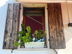 a window with wooden shutters and a plant at Maison Margherita in Calmasino +17 photos
