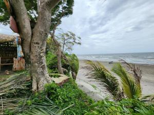 a tree sitting on the beach next to the ocean at Casa Hostal Samaria in Altagracia