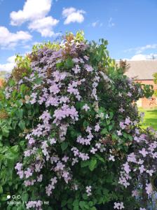 a large bush of purple flowers in a yard at Schwalbennest 