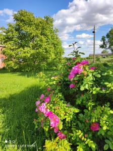 a bush of pink flowers in a yard at Schwalbennest  +9 photos