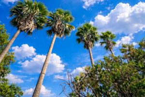 three palm trees against a blue sky with clouds at HOTEL OASIS Matehuala in Matehuala