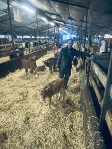 a man standing in a barn with cows and a dog at Vestra-Fíflholt hús 5 in Hvolsvöllur