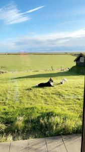 two cows laying in the grass in a field at Vestra-Fíflholt hús 5 in Hvolsvöllur