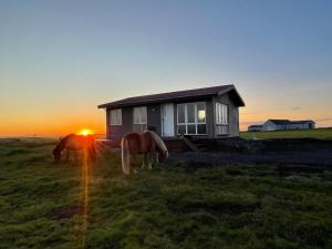 two horses grazing in a field in front of a house at Vestra-Fíflholt hús 5 in Hvolsvöllur