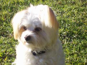 a small white dog sitting in the grass at Colonial Inn Guest Rooms in Yackandandah