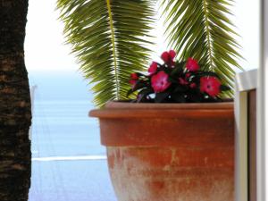 a potted plant with red flowers in a pot at Hôtel La Flore in Villefranche-sur-Mer