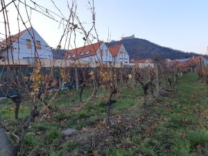 a row of trees in a field with houses at Rezidence Pavlov in Pavlov