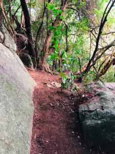 a trail in a forest with rocks and trees at Hide Hills Cabana in Dambulla