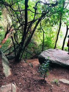 a tree and a large rock in a forest at Hide Hills Cabana in Dambulla