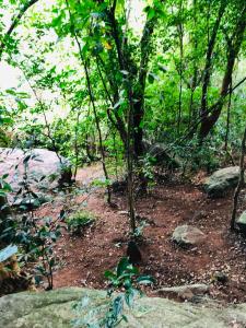 a small tree in the middle of a forest at Hide Hills Cabana in Dambulla