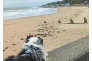 a dog on the beach looking at the beach at Walton Beach 1-Bed Cottage Sleeps 2 with Parking in Walton-on-the-Naze