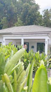 a house with a lot of green plants in front of it at Palm Oasis in Nathon Bay