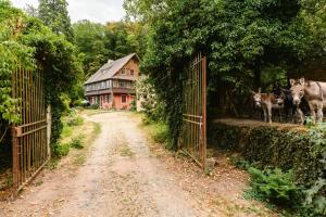 two cows standing on a dirt road next to a gate at Appartement Cadichon in Munster