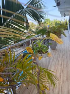 a balcony with a bunch of plants on it at Limiria Residence in Nungwi