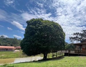 a tree in the middle of a yard at Chácara sabor de Mel in Ibiúna