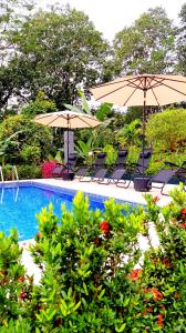 a swimming pool with chairs and umbrellas next to at Jungle Passion Lodge in Ojochal