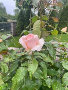 a pink rose with rain drops on it at Różowa in Miłosław