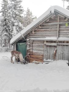 a couple of animals standing outside of a barn at Aurora Grande in Saariselka