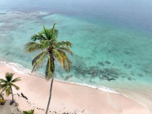 an aerial view of a palm tree on a beach at Arriyaladub traditional cabins San blas in Masargantupo +2 photos
