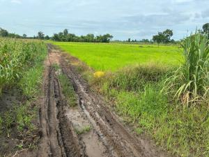 a muddy dirt road in a field with grass at The Sawmill Lakeside Hut in Ban Nong Sakae
