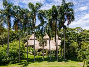 a group of palm trees in front of a resort at 3 Cozy TripleDouble Rooms - Trisquel in Restrepo
