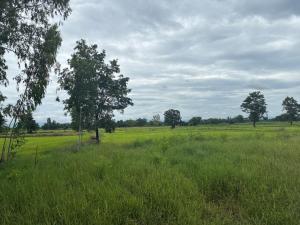 a field of tall grass with two trees in it at The Sawmill Lakeside Hut in Ban Nong Sakae +12 photos