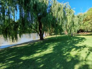 a tree in a field next to a river at ASAMé @ Oppi-Rivier in Christiana