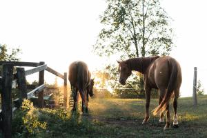 two horses walking in a field next to a fence at Posestvo Laz - The Laz Estate in Voglarji