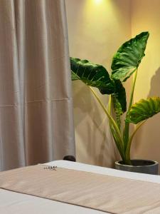 a plant sitting on top of a table at Rasa Homestay in Dickwella