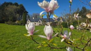 a bunch of flowers in a field with a house in the background at Chalet Ty Kerouannec in Guilligomarcʼh