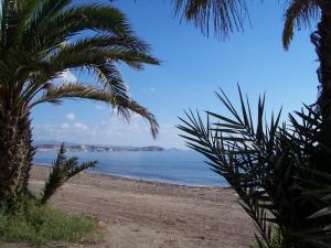 a beach with a palm tree and the ocean at Apartamento 1 minuto del mar in El Pozo del Esparto