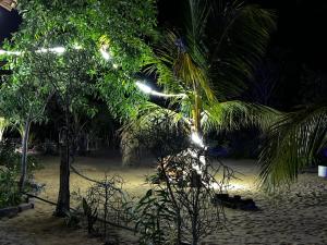 a palm tree on the beach at night at Sea secret in Arugam Bay