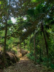 a dirt road in a forest with palm trees at Down Fattna Eco Villa in Deniyaya +18 photos