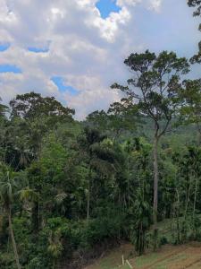 a forest filled with lots of trees on a hill at Down Fattna Eco Villa in Deniyaya