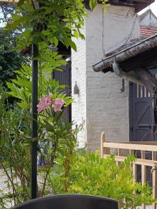 a plant with a pink flower in front of a house at L'Hirondelle in Fourges