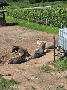 a group of animals laying in the dirt at Ferienwohnung Riesling in Burg