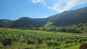 a view of a vineyard with mountains in the background at Ferienwohnung Riesling in Burg