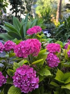a bunch of purple flowers in a garden at L'Angolino Nascosto in Senigallia