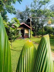a large green plant in front of a house at Sigiri White Queen's Lodge in Sigiriya