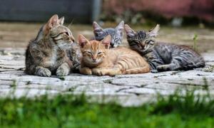 a group of kittens laying on the ground at Pensiunea Deceneu in Slănic