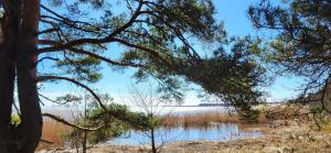 a view of a body of water through trees at Ežiukų rojus in Neringa