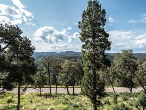 a tree in the middle of a field with a view at Avalon in Ruidoso