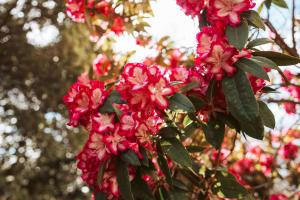 a bunch of pink flowers on a tree at Warburton Stays Grand View in Warburton