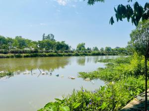 a river with a bunch of ducks in the water at Hideaway Village Homestay in Xuân Sơn