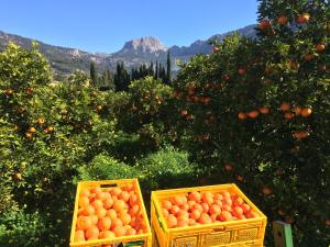 dos cestas de naranjas en un naranjo en Finca Cas Sant, en Sóller