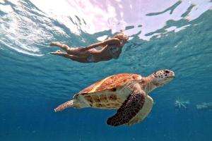 a person swimming next to a turtle in the water at Apartement Punta Azul 6B, Punta Azul Ocean Resort, Westpunt in Westpunt